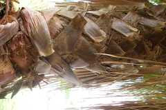 Washingtonia filifera